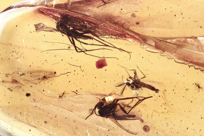 Detailed Fossil Biting Midge and Fungus Gnats In Baltic Amber #346668